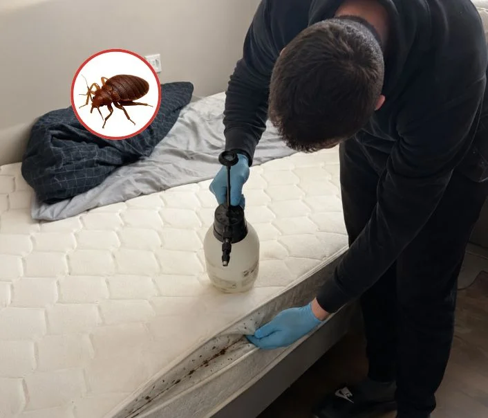 Technicien traitant un matelas contre les punaises de lit à Janvry